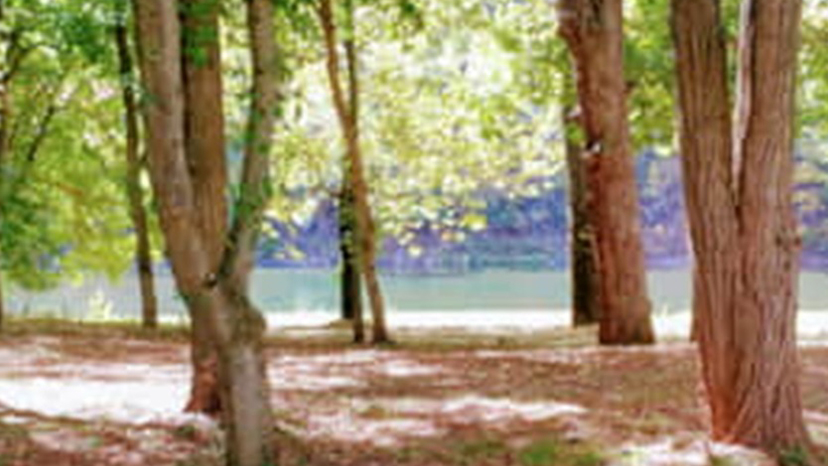 Riverside View With Trees